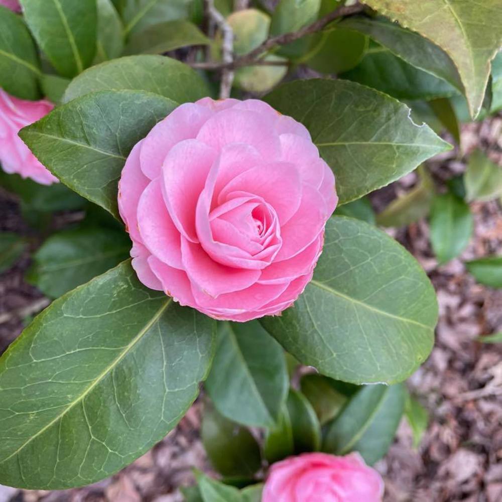 Meet your Posher, Carolyn